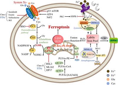 Ferroptosis as an emerging therapeutic target in liver diseases